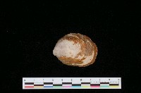 藏品(大舟螺)的圖片